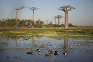 L’Ouest, « lagons et baobabs » Madagascar