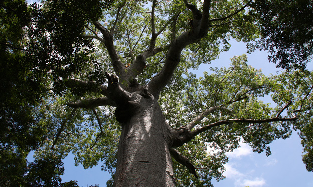 Baobab Ankarana