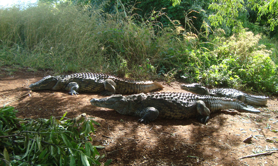 crocodile-antanavo